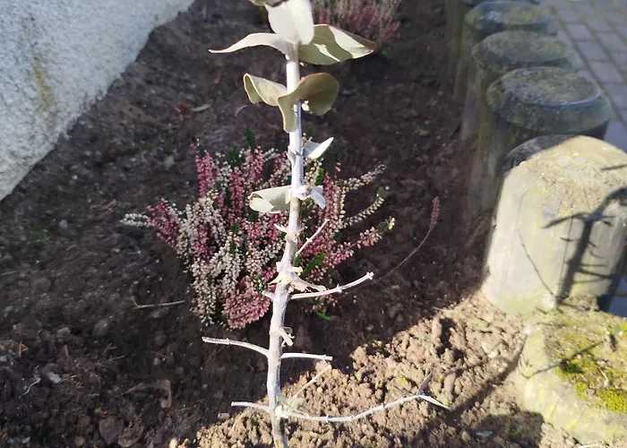 Apartment-design 1, Altendtadt アパート Altenstadt